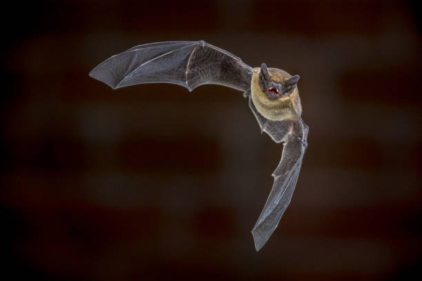 istock Flying Pipistrelle bat in front of brick wall 1347774681