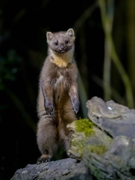 istock Pine marten on trunk in forest at night 1347774713