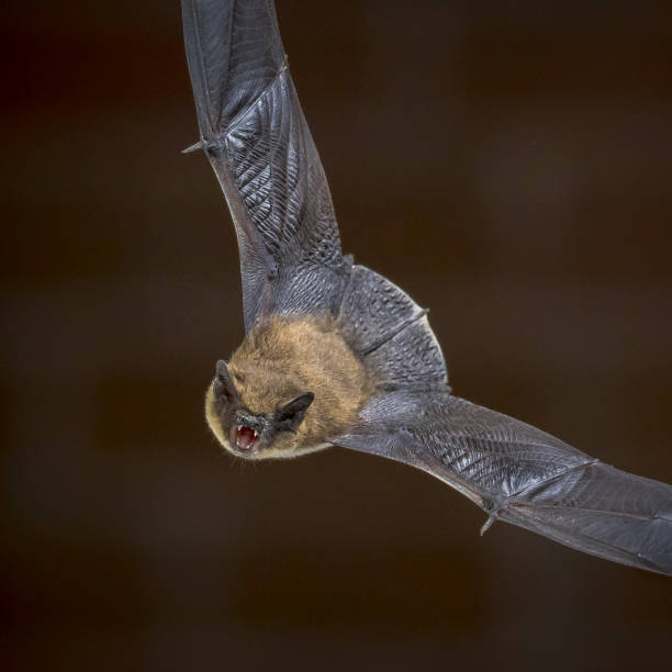 istock Flying Pipistrelle bat in front of brick wall square 1347774794