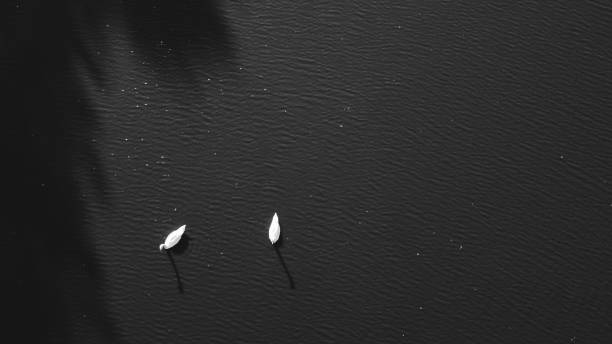 istock Two romantic swans swimming on lake, black and white background concept 1347775792