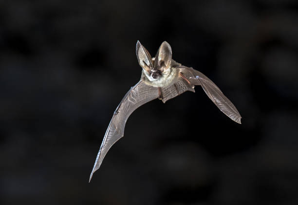 chauve-souris à longues oreilles flying grey - long ear photos et images de collection