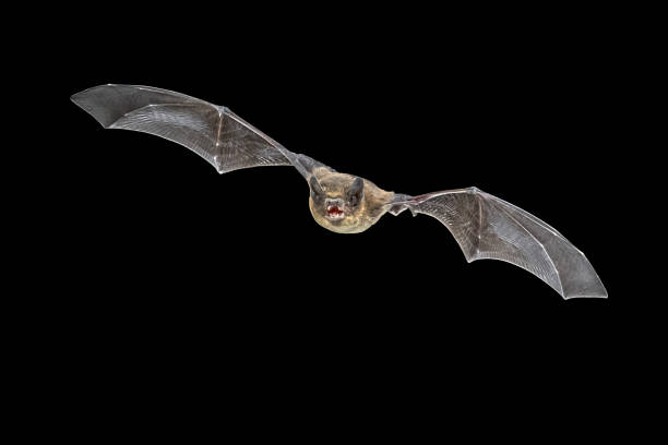 istock Flying Pipistrelle bat isolated on black background 1347775907