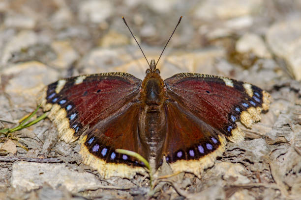 istock Camberwell beauty butterfly 1347776035