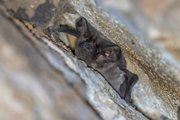 European free-tailed bat roosting European free-tailed bat (Tadarida teniotis) roosting in stone ceiling of a road tunnel. This is the largest bat of Europe. mouse eared bat photos stock pictures, royalty-free photos & images