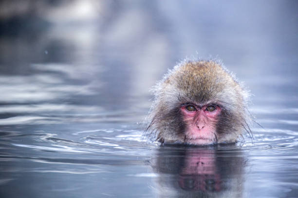 Wild snow monkey soaking in a hot springs in Japan