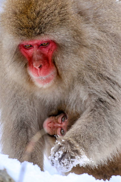 istock Wild snow monkeys in Japan 1347778057