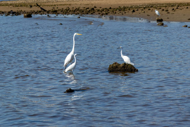 istock Great egret and little egret in the sea 1347778705