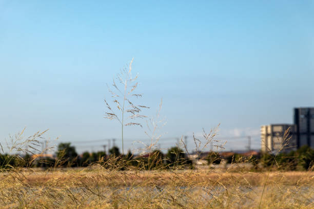 istock Autumn field in the evening 1347778728