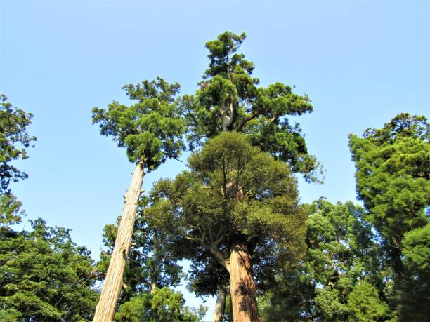 istock Japan. August. Old cedar trees against the blue sky. 1347781906