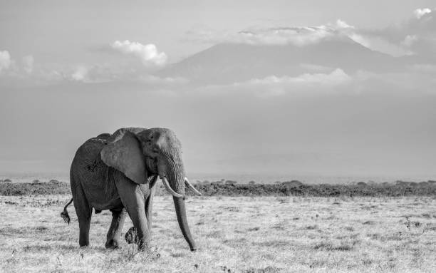 istock An Elephant in Africa 1347784612