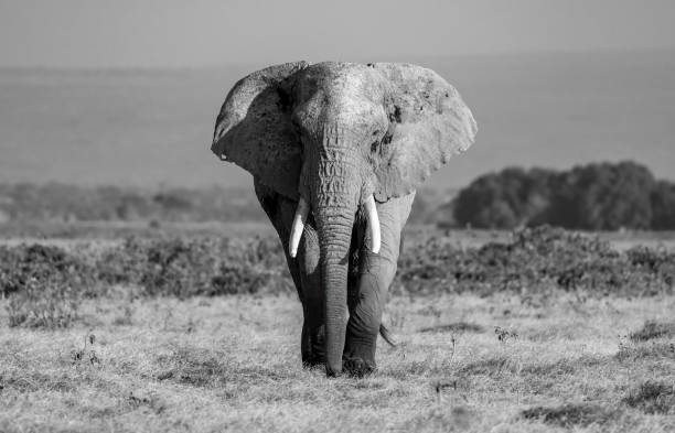 istock An Elephant in Africa 1347784617