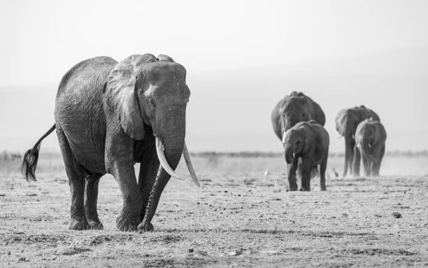 istock An Elephant in Africa 1347784710