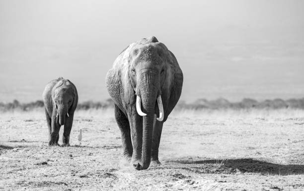 istock An Elephant in Africa 1347784727