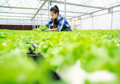 Happy young adult asian woman harvesting lettuce vegetable in a greenhouse hydroponic farm. Fresh organic vegetables.