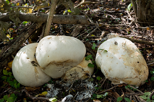 Close up of young shaggy ink cap (coprinus comatus) mushrooms