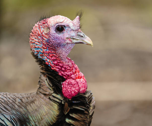 istock Wild Turkey Headshot Portrait 1347785908