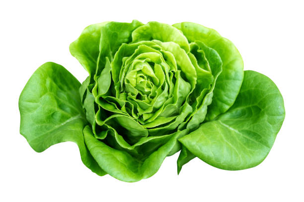 istock Organic hydroponic vegetable cultivation farm isolated on white 1347787412