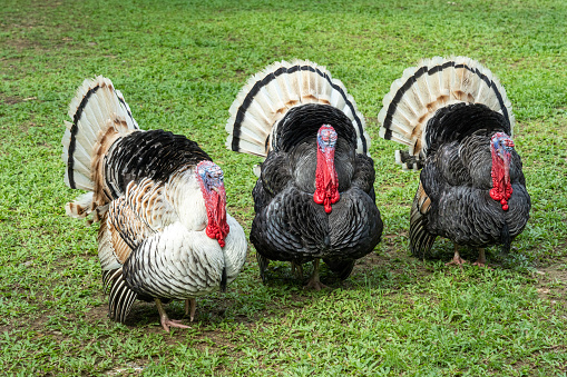 Thailand, Wild Turkey, Turkey - Bird, Springtime