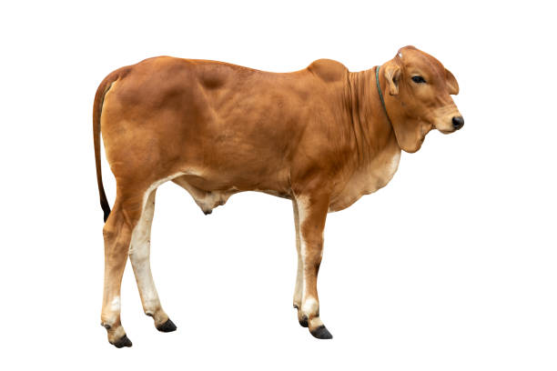 istock brown cow isolated on white background with clipping path 1347787544