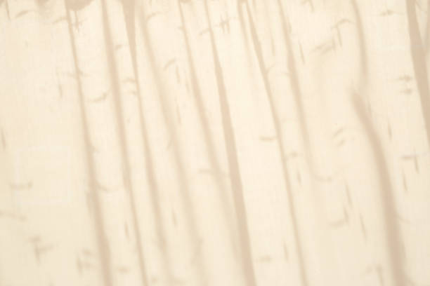 istock Soft shadows of plants on white background 1347788898