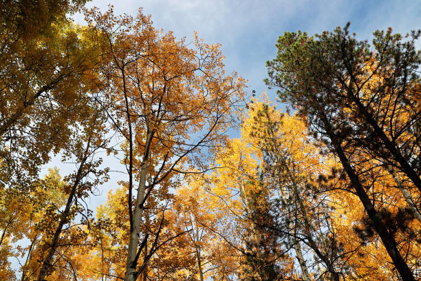 canopée de feuilles dorées à la cime des arbres en automne - poplar tree treetop forest tree photos et images de collection