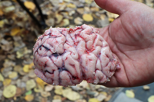 A human hand holding part of a moose brain.