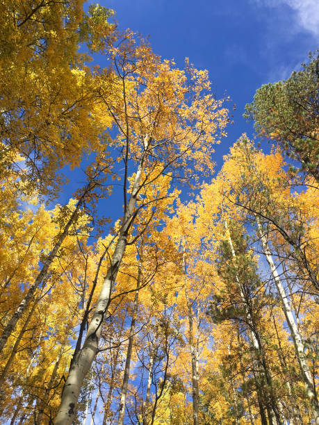 canopée de feuilles dorées à la cime des arbres en automne - poplar tree treetop forest tree photos et images de collection