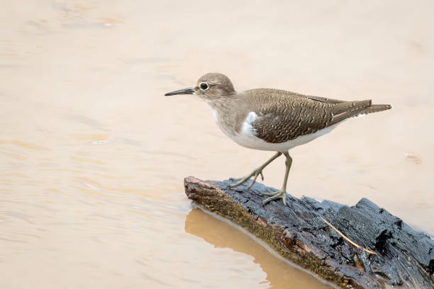 Image of Common Sandpiper bird (Actitis hypoleucos) looking for food in the swamp on nature background. Bird. Animals. Image of Common Sandpiper bird (Actitis hypoleucos) looking for food in the swamp on nature background. Bird. Animals. scolopacidae stock pictures, royalty-free photos & images