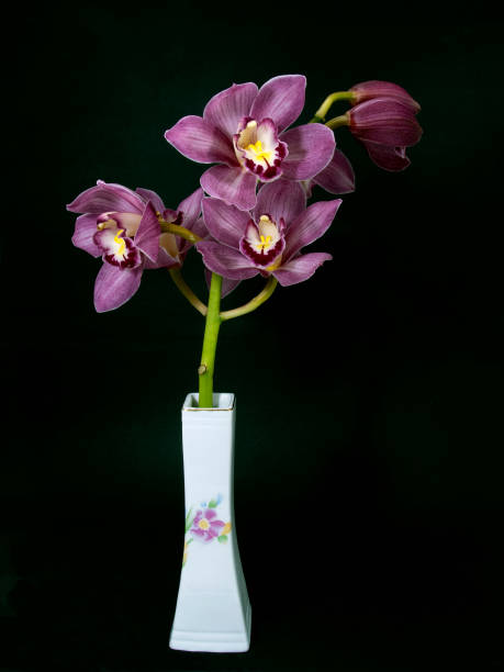 istock Pretty pink Cymbidium Orchid in a Vase on black. 1347792967