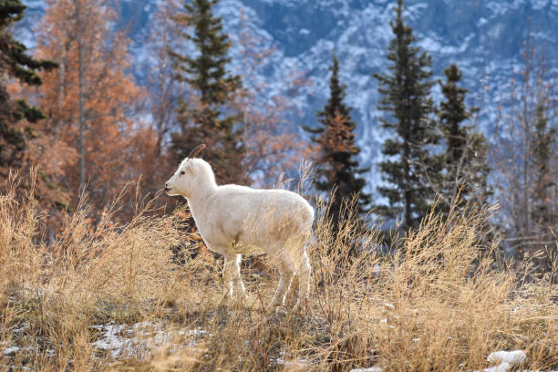 Wild Lamb -Dall Sheep Alaska