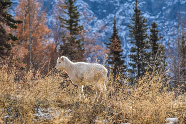 istock Wild Lamb -Dall Sheep Alaska 1347793348