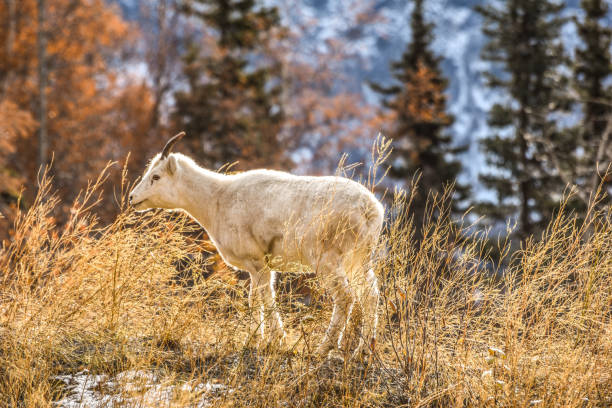 istock Young Dall Sheep Eating Wild Seeds 1347793361