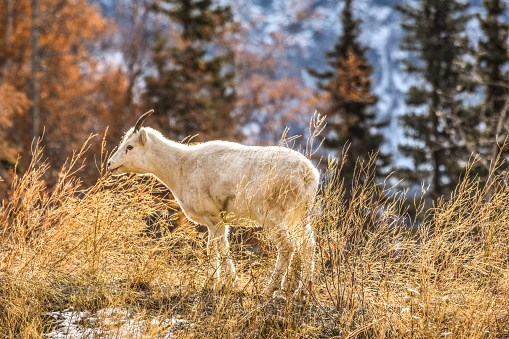 Young Dall Sheep Eating Wild Seeds