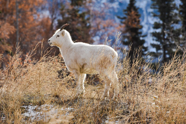 istock Wild Lamb -Dall Sheep Alaska 1347793372