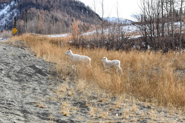 istock Alaska Dall Sheep Near Road 1347793446