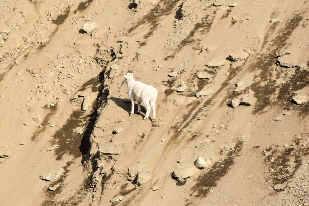 istock Alaska Dall Sheep Crossing Slide Area 1347793535