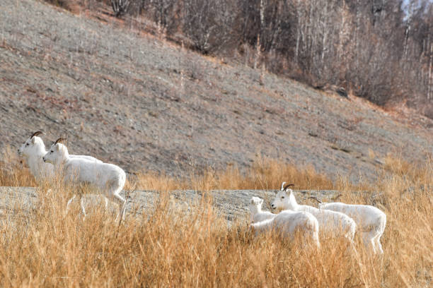 istock Group of Dall sheep Ewes in Alaska 1347793546