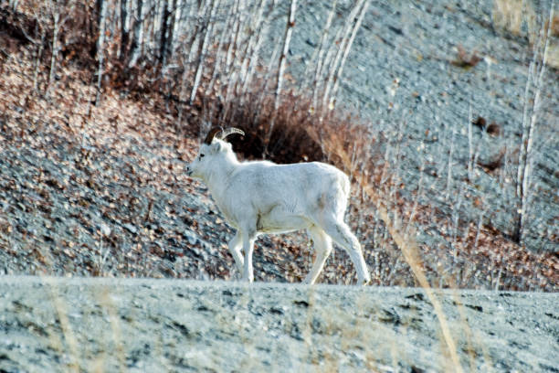 istock Wild Lamb -Dall Sheep Alaska 1347793571