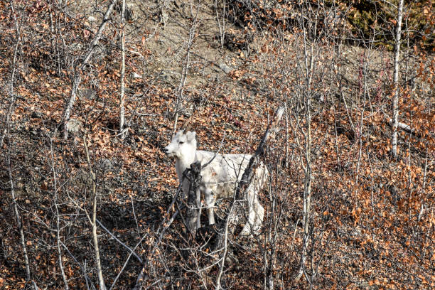 istock Wild Lamb -Dall Sheep Alaska 1347793589