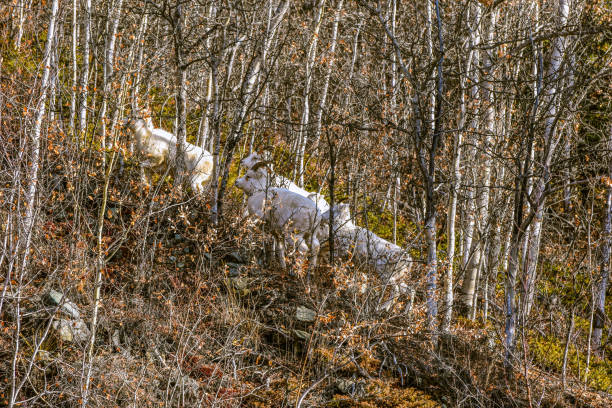 istock Group of Dall sheep Ewes in Alaska 1347793654