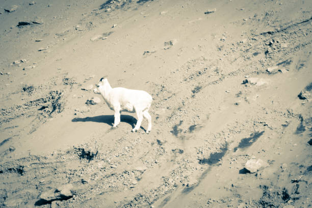 istock Alaska Dall Sheep Crossing Slide Area 1347793694