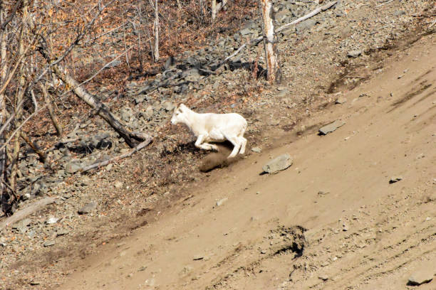 istock Alaska Dall Sheep Crossing Slide Area 1347793719