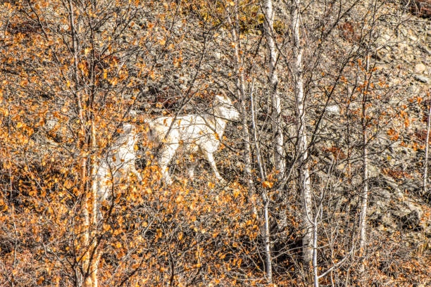 istock Wild Lamb -Dall Sheep Alaska 1347793737