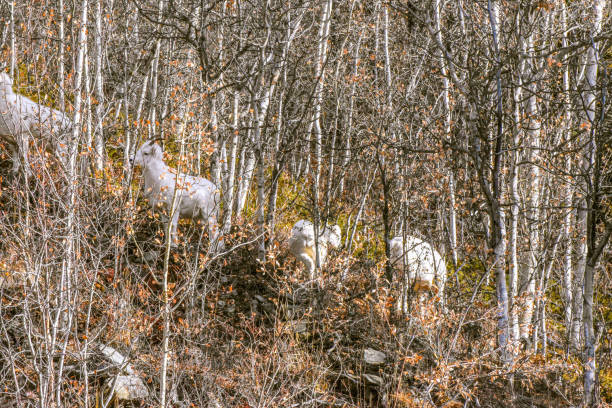 istock Group of Dall sheep Ewes in Alaska 1347793745