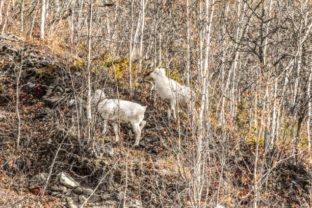 istock Group of Dall sheep Ewes in Alaska 1347793784