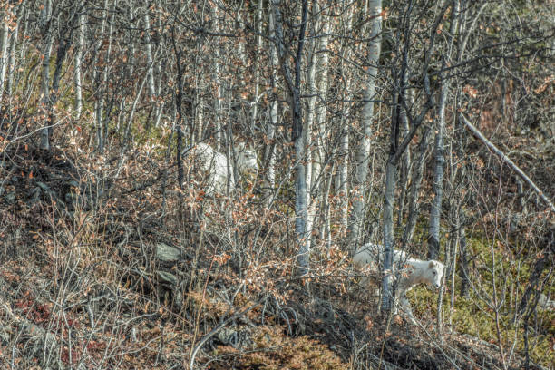 istock Group of Dall sheep Ewes in Alaska 1347793834