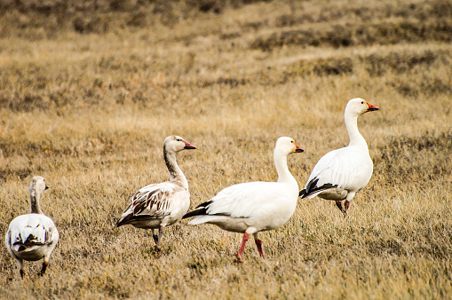 Snow geese stop in a local field in Interior Alaska. The geese have stopped on their way north for the summer months. Foraging the field, these geese are in search of food to last them for the journey.k