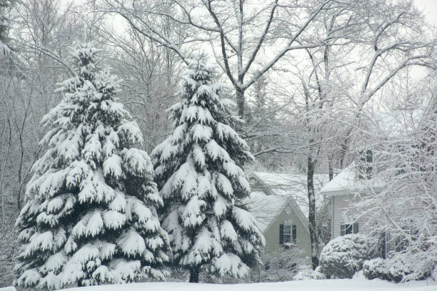 istock Christmas trees covered with snow. Beautiful winter scene 1347795600