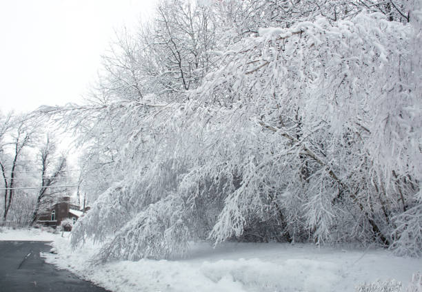istock After snowstorm. Trees covered with snow. Beautiful winter scene 1347796504