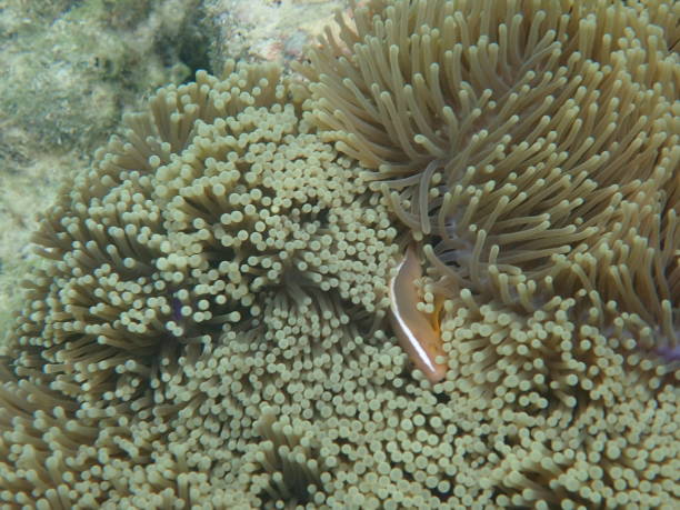 istock Fish in Koh Rok Thailand 1347802054